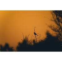 Bird Photography Bootcamp: Sunset Boat Tour on the Osprey with Tamron 1
