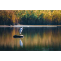 Bird Photography Bootcamp: Sunset Boat Tour on the Osprey with Tamron 2