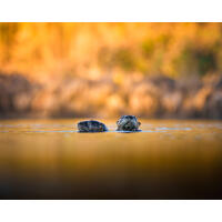 Bird Photography Bootcamp: Sunset Boat Tour on the Osprey with Tamron 4