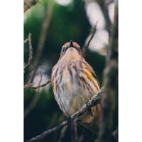 Bird Photography Bootcamp: Sunset Boat Tour on the Osprey with Tamron 5