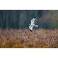 Bird Photography Bootcamp: Sunset Boat Tour on the Osprey with Tamron 6