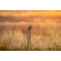 Bird Photography Bootcamp: Sunset Boat Tour on the Osprey with Tamron 7