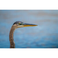 Bird Photography Bootcamp: Sunset Boat Tour on the Osprey with Tamron 8