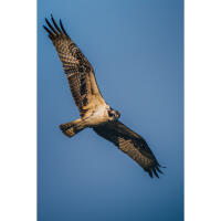 Bird Photography Bootcamp: Sunset Boat Tour on the Osprey with Tamron 9