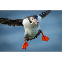 NJCS: Portfolio Review with Cecil Holmes (Tamron) 6