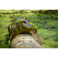 NJCS: Portfolio Review with Cecil Holmes (Tamron) 7