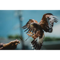 NJCS: East Coast Falcons Shoot with Bobby Stormer 1