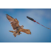 NJCS: East Coast Falcons Shoot with Bobby Stormer 2