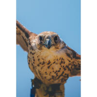 NJCS: East Coast Falcons Shoot with Bobby Stormer 3