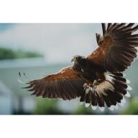 NJCS: East Coast Falcons Shoot with Bobby Stormer 4