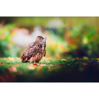 NJCS: East Coast Falcons Shoot with Bobby Stormer 6