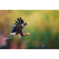 NJCS: East Coast Falcons Shoot with Bobby Stormer 7