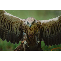 NJCS: East Coast Falcons Shoot with Bobby Stormer 8