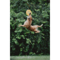 NJCS: Photographing Disc Dogs 1