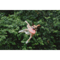 NJCS: Photographing Disc Dogs 2