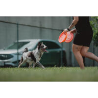 NJCS: Photographing Disc Dogs 4