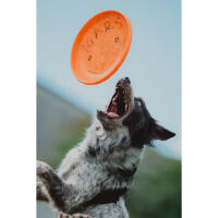 NJCS: Photographing Disc Dogs 5