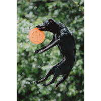 NJCS: Photographing Disc Dogs 6