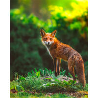 NJCS: Foxes, Owls, and Bears... Oh My! with Bobby Stormer 1