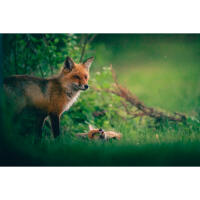 NJCS: Foxes, Owls, and Bears... Oh My! with Bobby Stormer 2