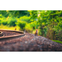 NJCS: Foxes, Owls, and Bears... Oh My! with Bobby Stormer 3