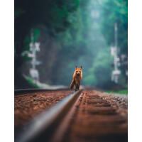 NJCS: Foxes, Owls, and Bears... Oh My! with Bobby Stormer 4