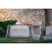 NJCS: Foxes, Owls, and Bears... Oh My! with Bobby Stormer 5