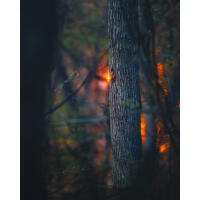 NJCS: Foxes, Owls, and Bears... Oh My! with Bobby Stormer 6