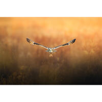 NJCS: Foxes, Owls, and Bears... Oh My! with Bobby Stormer 7