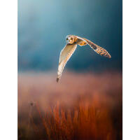 NJCS: Foxes, Owls, and Bears... Oh My! with Bobby Stormer 8