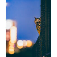 NJCS: Foxes, Owls, and Bears... Oh My! with Bobby Stormer 9