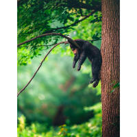 NJCS: Foxes, Owls, and Bears... Oh My! with Bobby Stormer 10