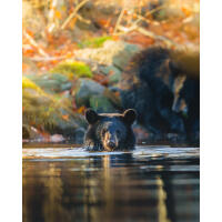 NJCS: Foxes, Owls, and Bears... Oh My! with Bobby Stormer 11