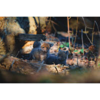 NJCS: Backyard Wildlife Photography with Bobby Stormer 1