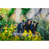 NJCS: Backyard Wildlife Photography with Bobby Stormer 2