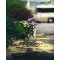 NJCS: Backyard Wildlife Photography with Bobby Stormer 4