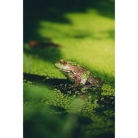 NJCS: Backyard Wildlife Photography with Bobby Stormer 5