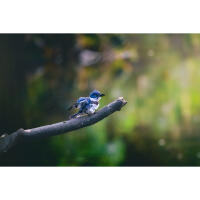 NJCS: Backyard Wildlife Photography with Bobby Stormer 6