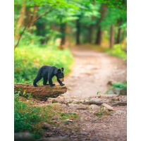 NJCS: Backyard Wildlife Photography with Bobby Stormer 8