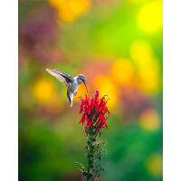 NJCS: Backyard Wildlife Photography with Bobby Stormer 9