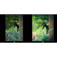 NJCS: Lightroom Photo Editing for Nature and Wildlife with Bobby Stormer 3