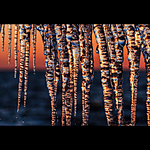 CS: Creative Collaboration with Katrin Eismann (Sony) 10