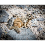 CS: Capitol Reef National Park with Imma Barrera 5