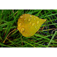 NJCS: Close-up and Macro Photography with Cecil Holmes (Tamron) 1