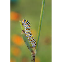 NJCS: Close-up and Macro Photography with Cecil Holmes (Tamron) 2