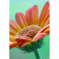 NJCS: Close-up and Macro Photography with Cecil Holmes (Tamron) 3