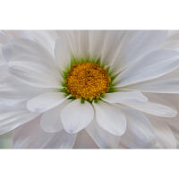 NJCS: Close-up and Macro Photography with Cecil Holmes (Tamron) 4