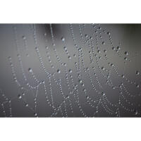 NJCS: Close-up and Macro Photography with Cecil Holmes (Tamron) 5