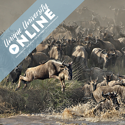UUOnline: Wildlife from Portraits to Flight with Roman Kurywczak