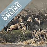 UUOnline: Wildlife from Portraits to Flight with Roman Kurywczak 0